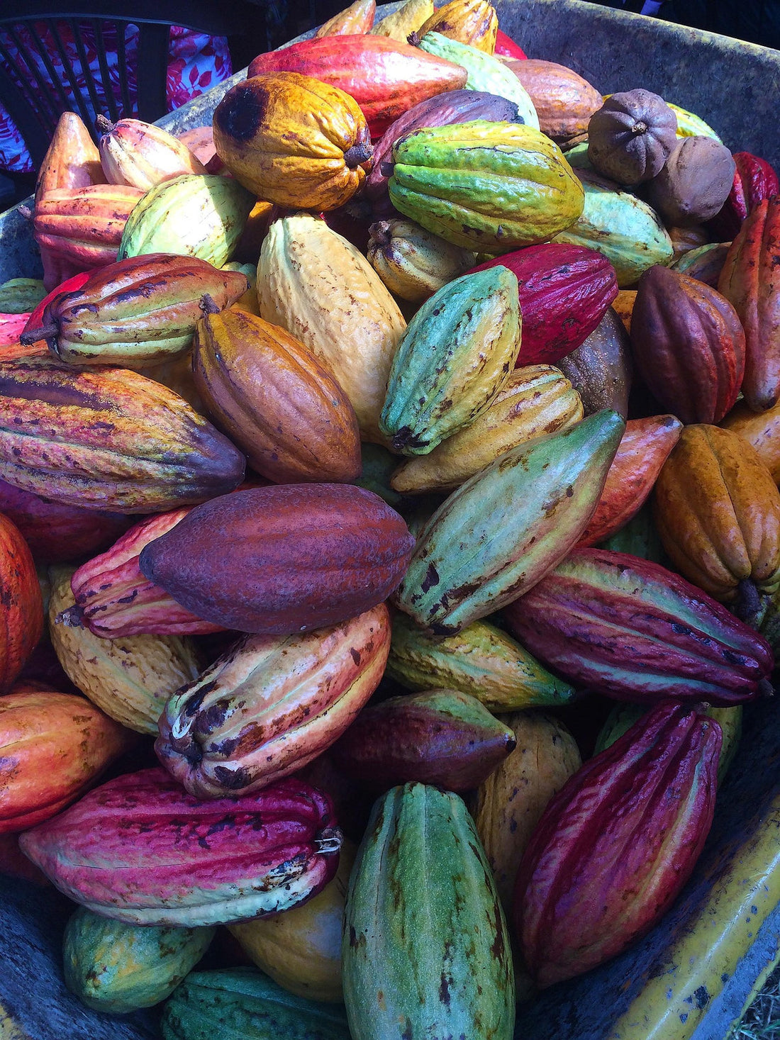 Los poderes del cacao: Arcángel Rafael habla a través de mi voz